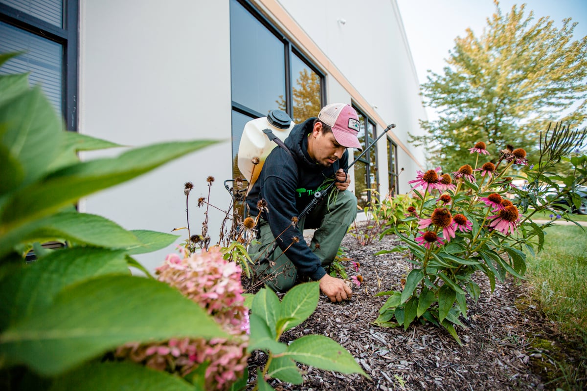 landscape expert pulls weeds in landscape bed near echinacea