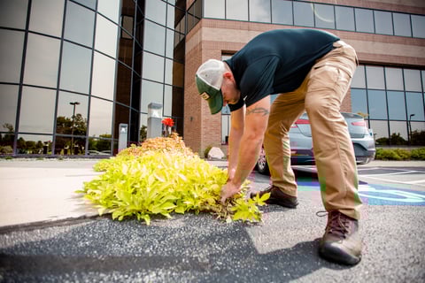 Commercial Landscaping Crew Office Building Annual Planting Maintenance