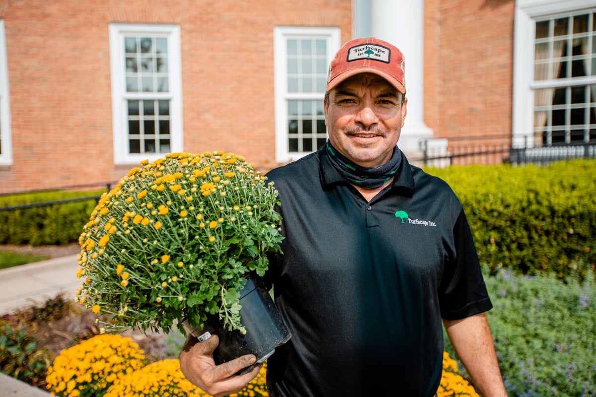 commercial landscaping crew carries mums to be planted 