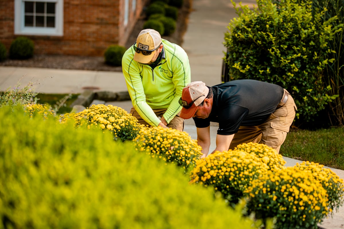 Commercial Landscaping Crew Planting Installation Mums Annuals 2