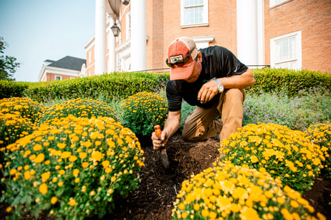 Commercial Landscaping Crew Planting Mums Annuals 2