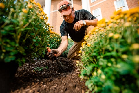 Commercial Landscaping Crew Planting Mums Annuals 3