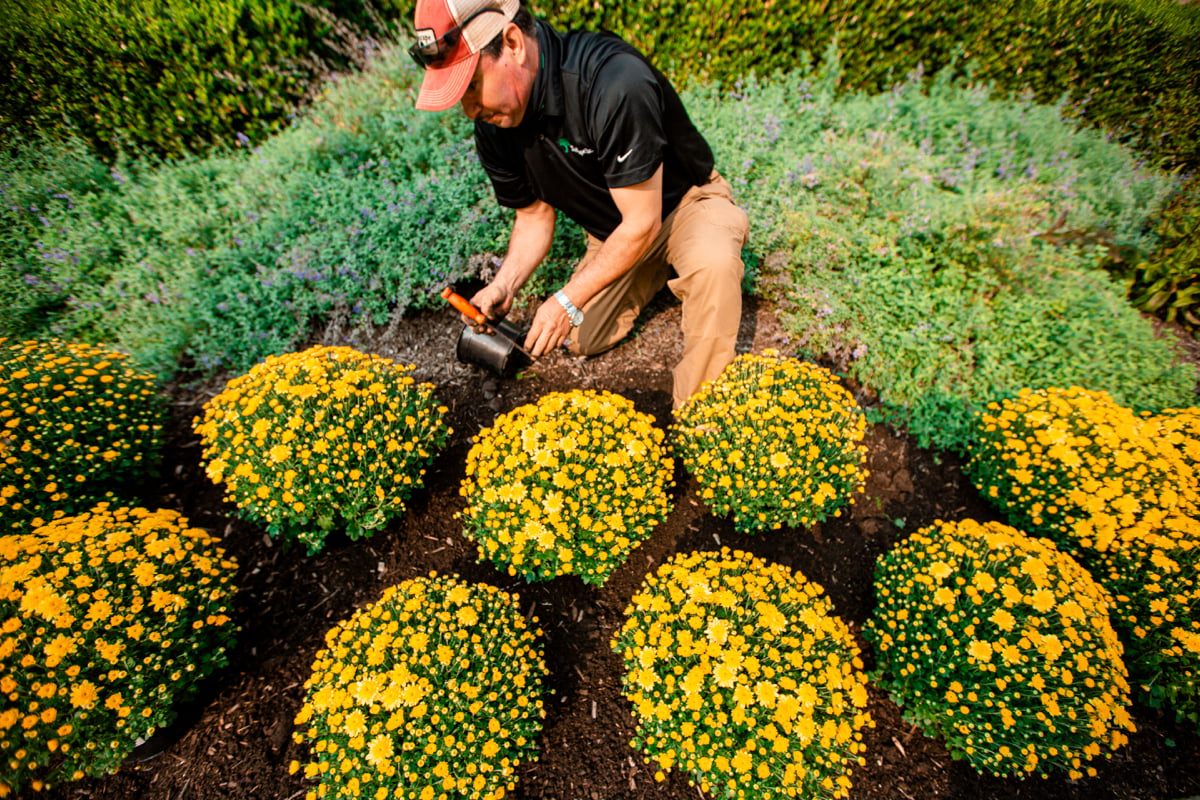 Commercial Landscaping Crew Planting Mums Annuals