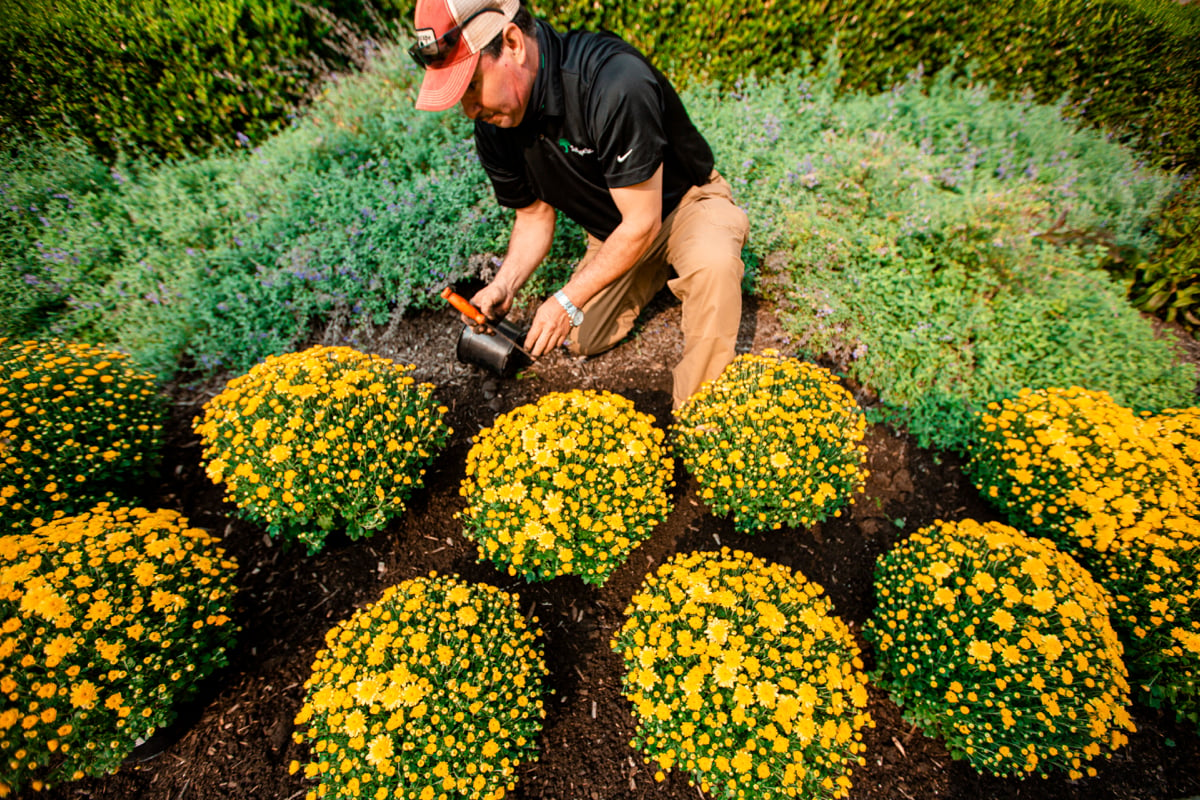 Commercial Landscaping Crew Planting Fall Mums 