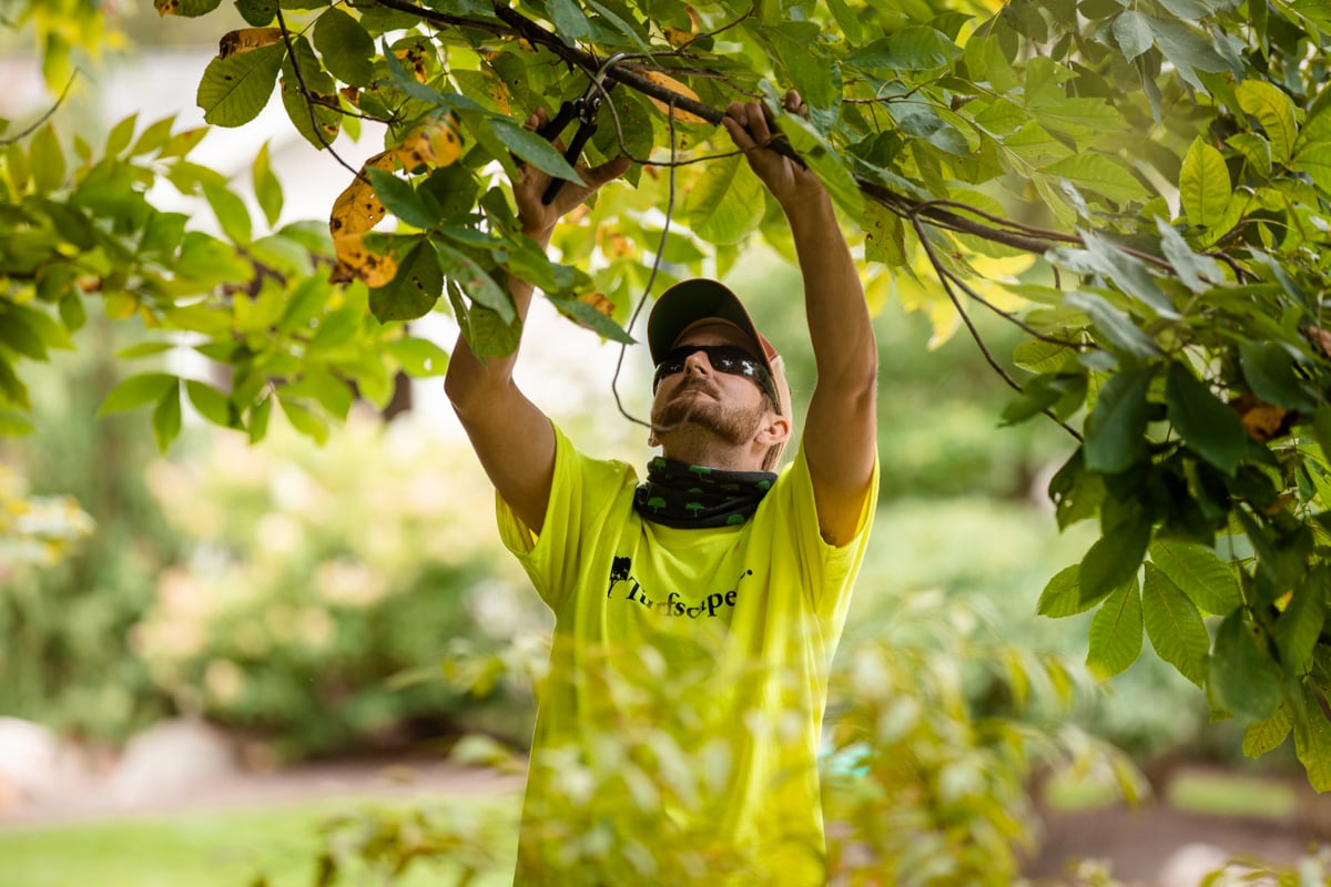 Commercial Landscaping Crew pruning HOA trees