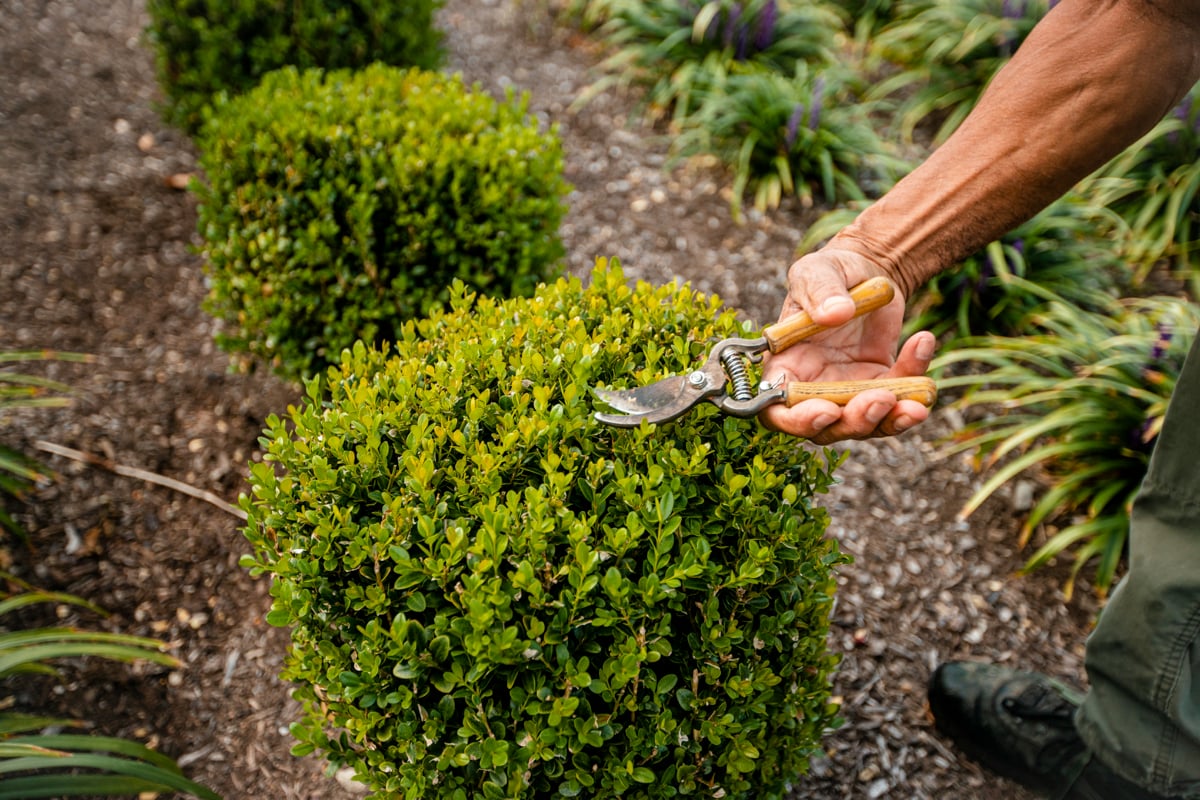 Commercial Landscaping Hospital Boxwood Pruning Trimming Pruners