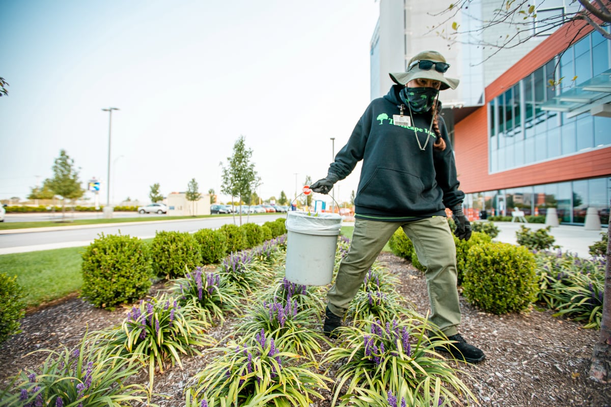 landscape professionals clean up landscape beds