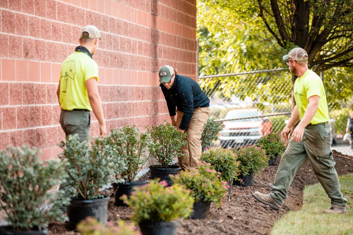 landscape experts place shrubs
