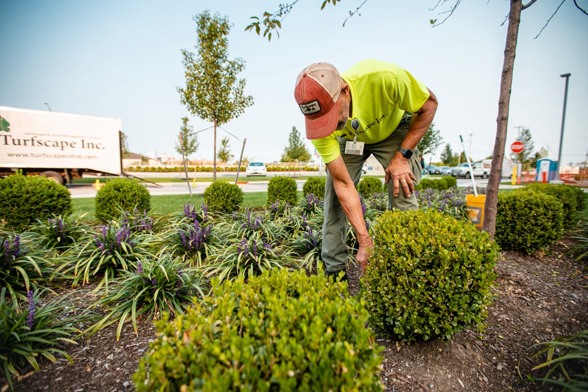 Regular maintenance performed on shrubs and perennials