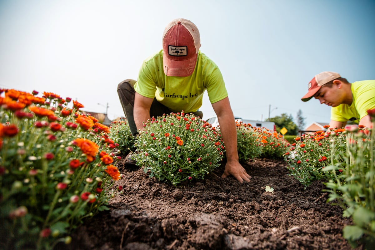 Commercial Landscaping John Carroll University Crew Planting Mums Annuals 2