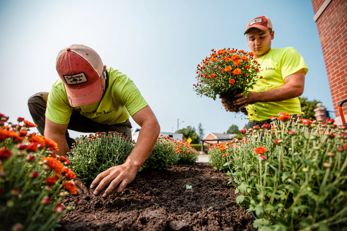 Commercial Landscape crew planting fall mums