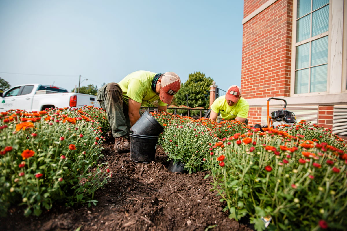 commercial landscape team plants mums