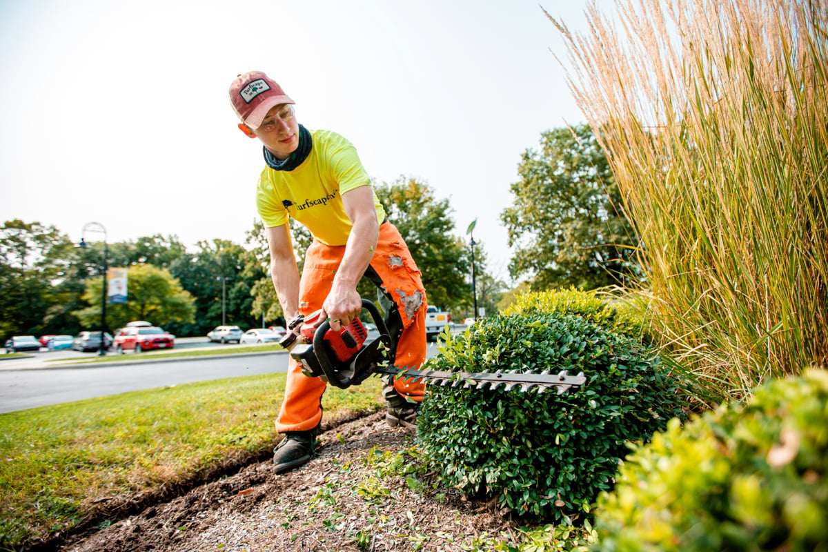 Landscape maintenance crew trimming shrubs