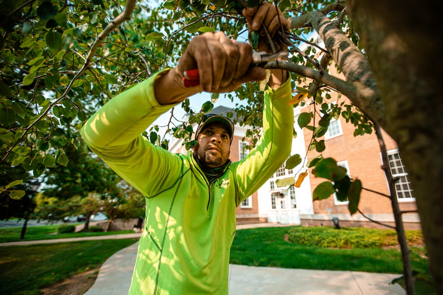 commercial landscape maintenance team prunes tree near sidewalk