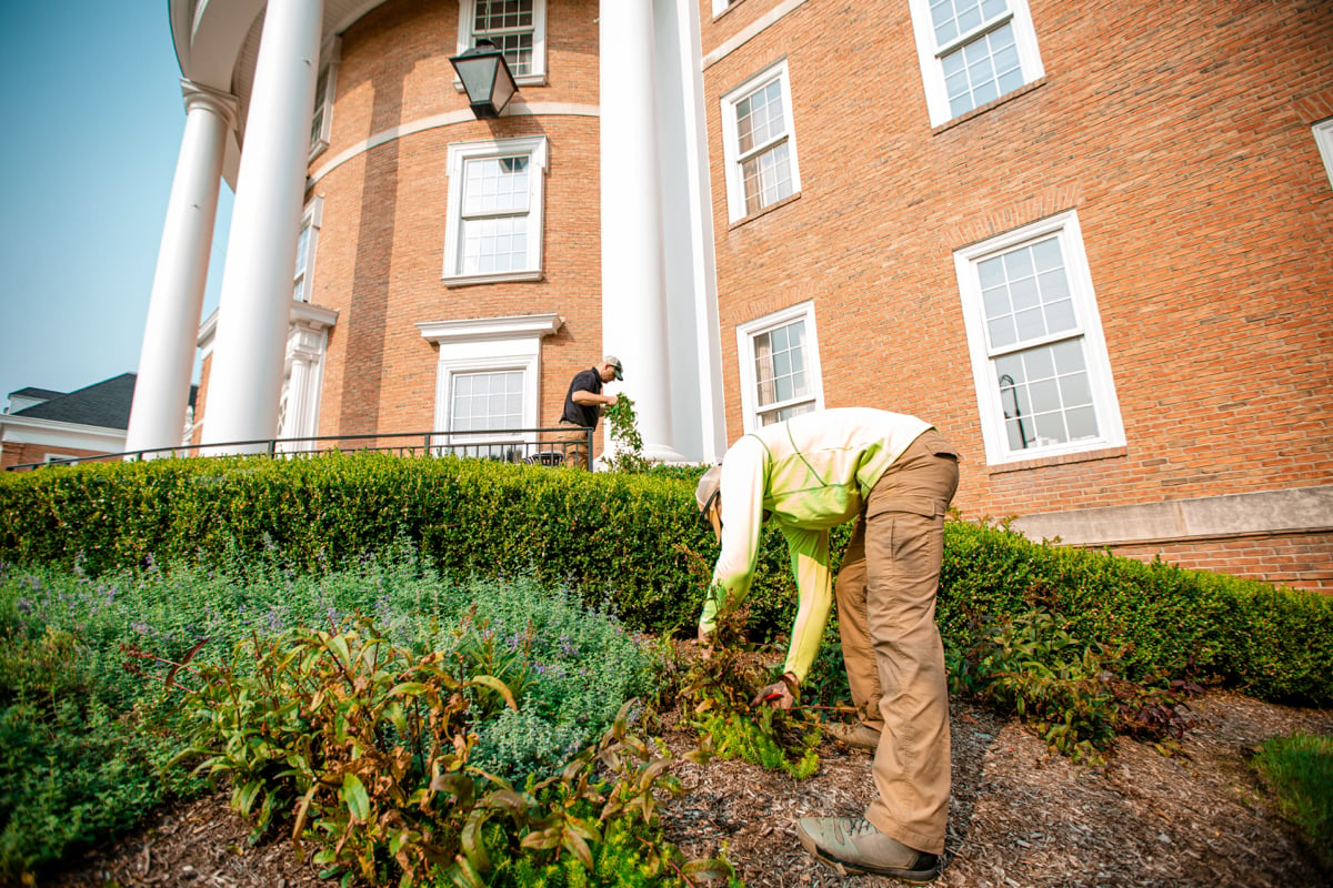 Commercial Landscaping Maintenance Crew Shrubs Perennials Pruning