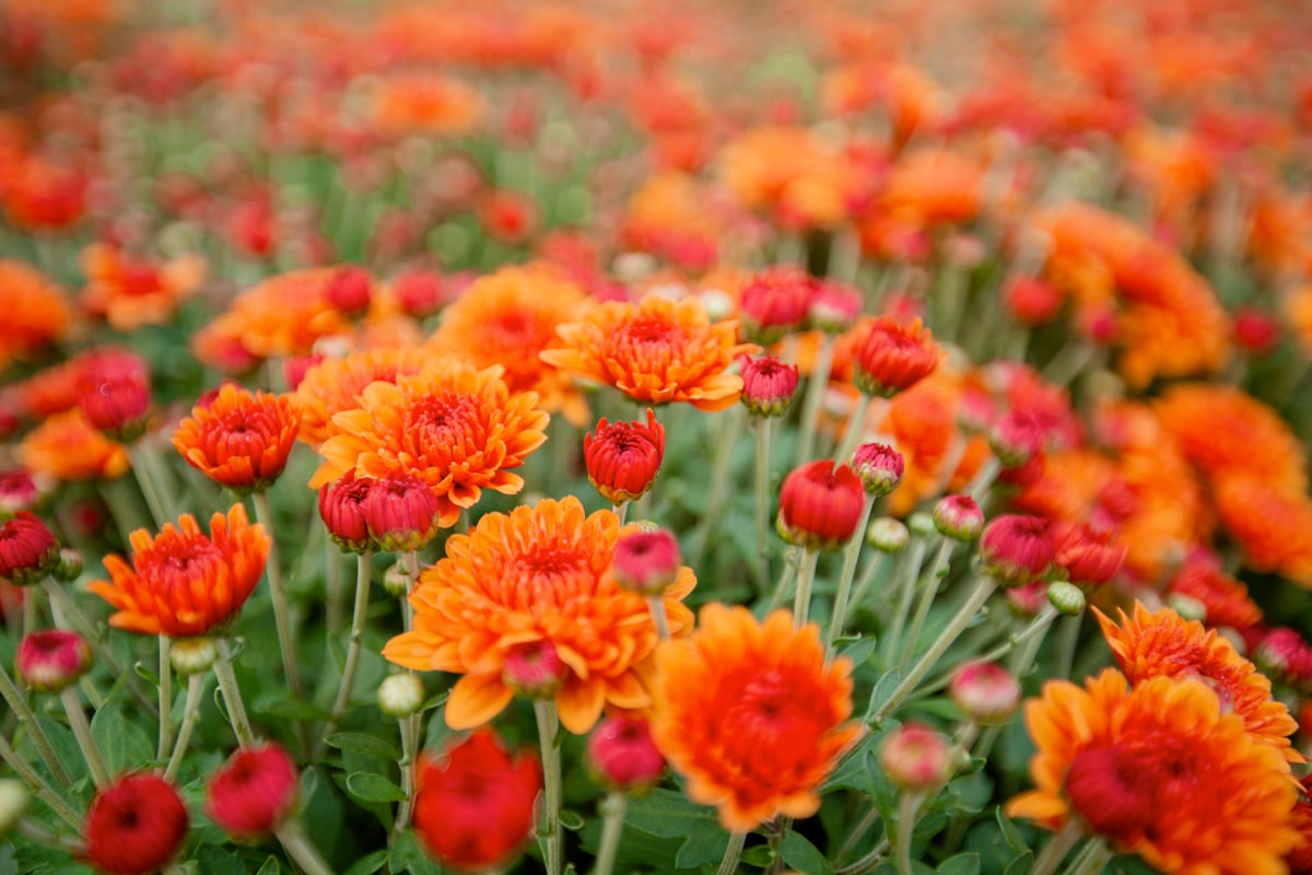 close up of mums