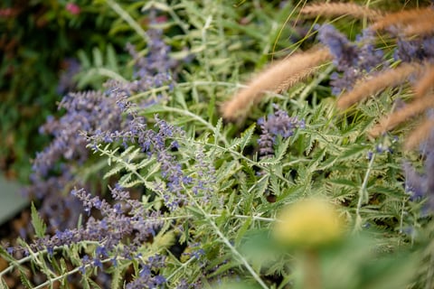 Commercial Landscaping Planting Plants Russian Sage Shrub