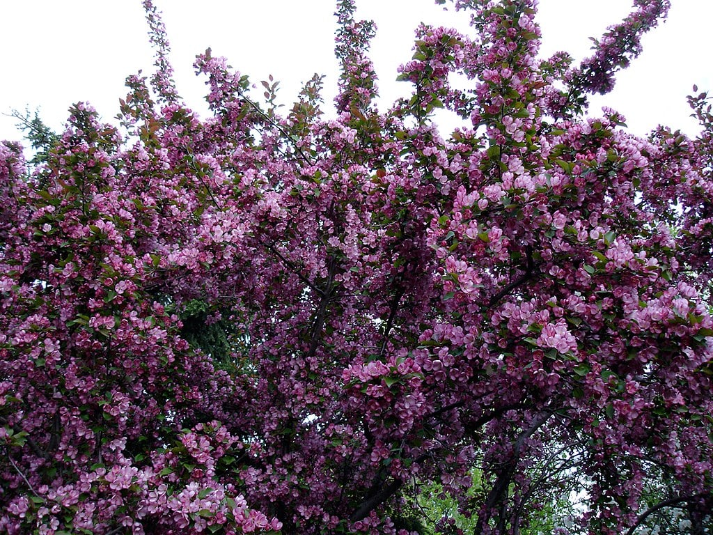 Crabapple Tree