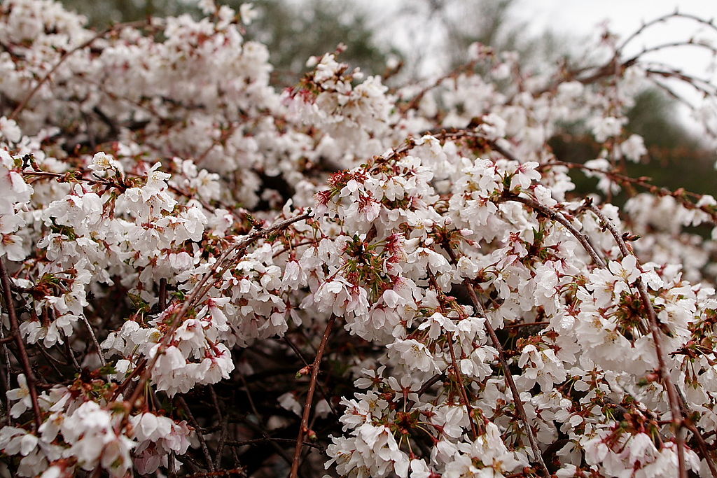 Pink Weeping Cherry Tree