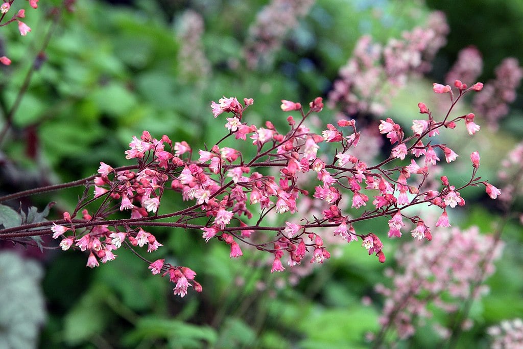 Coral Bells