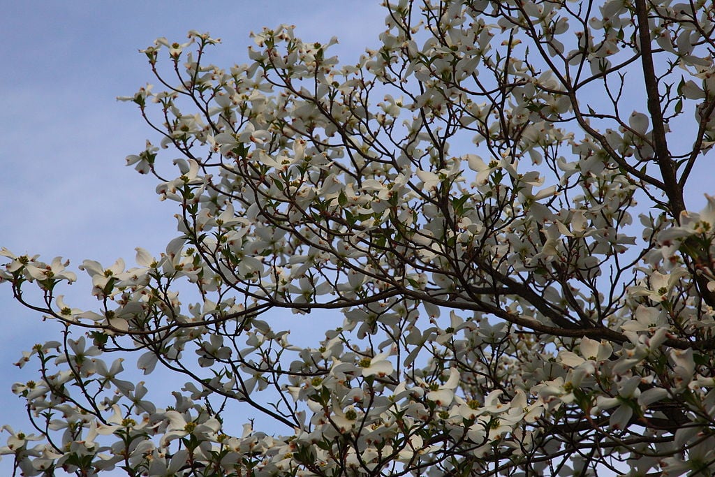 White Dogwood