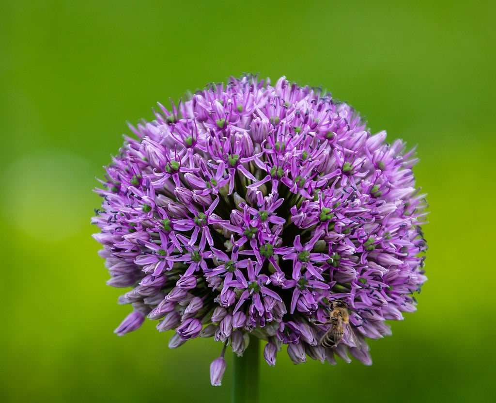 Allium