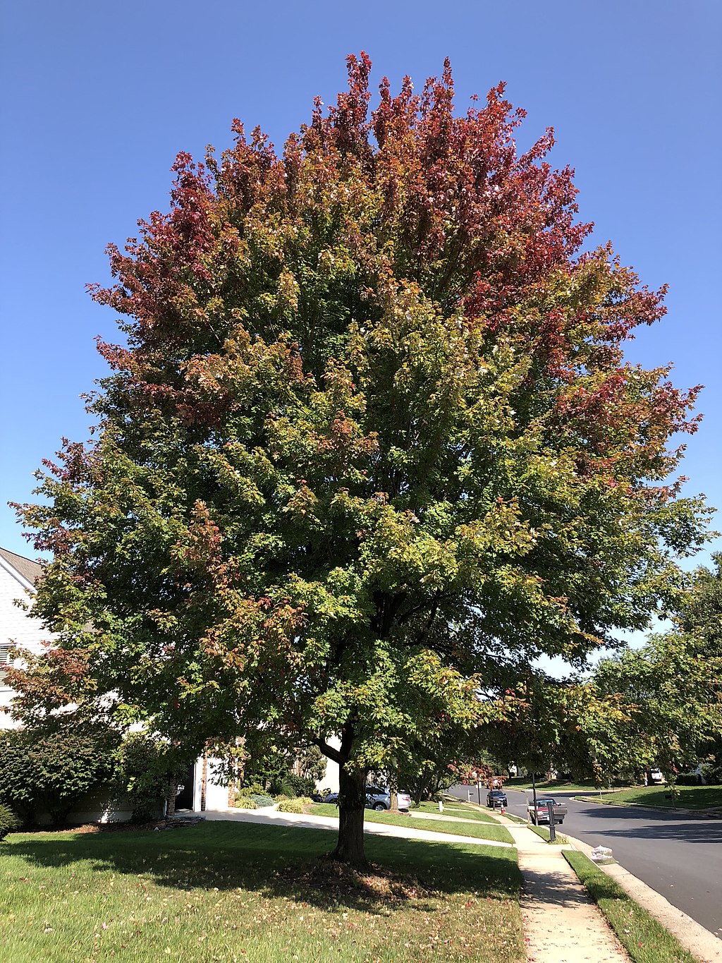 Autumn Blaze Maple