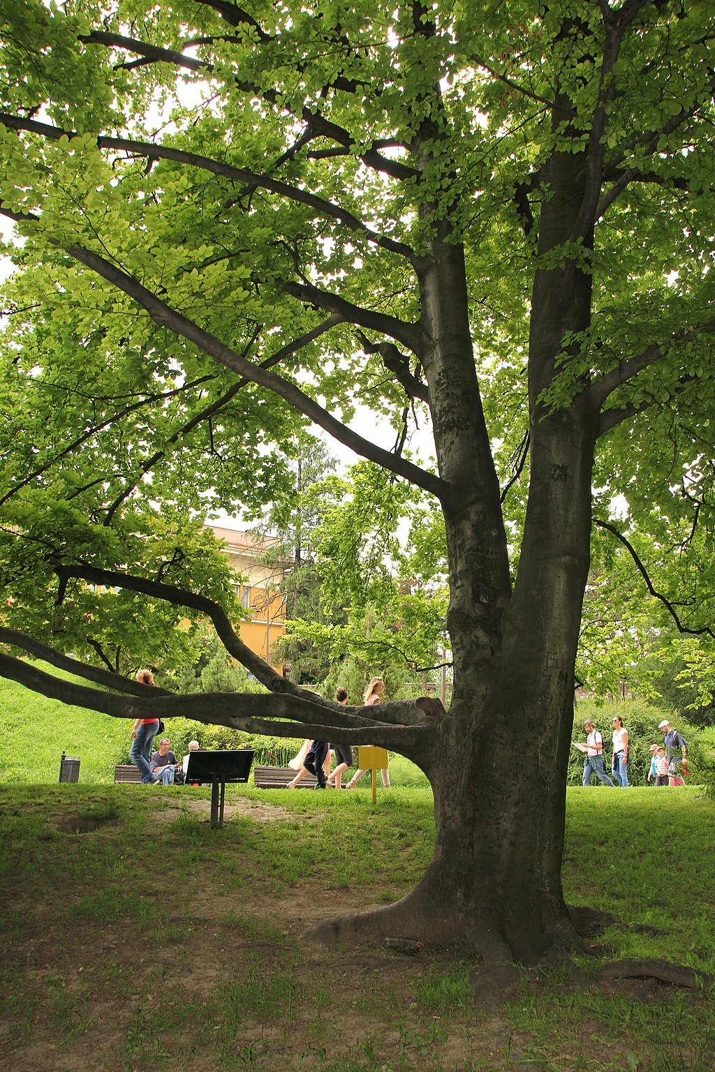 Beech Tree