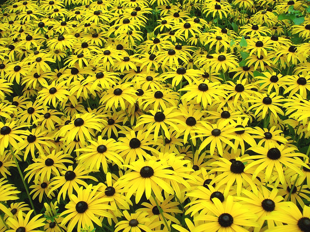 Low maintenance Black Eyed Susan