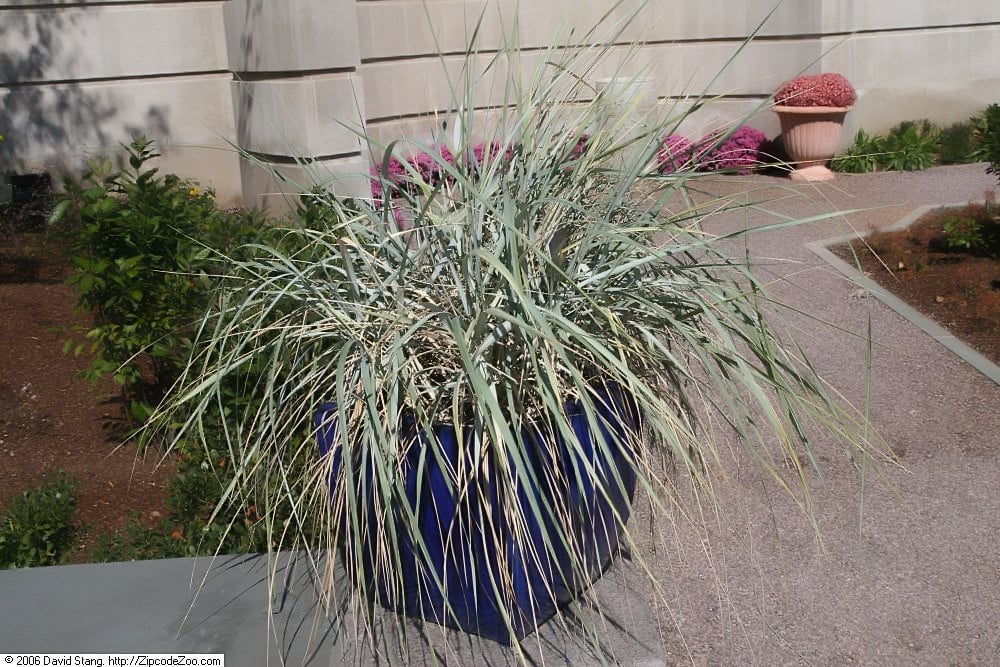 Blue Dune Lyme Grass 