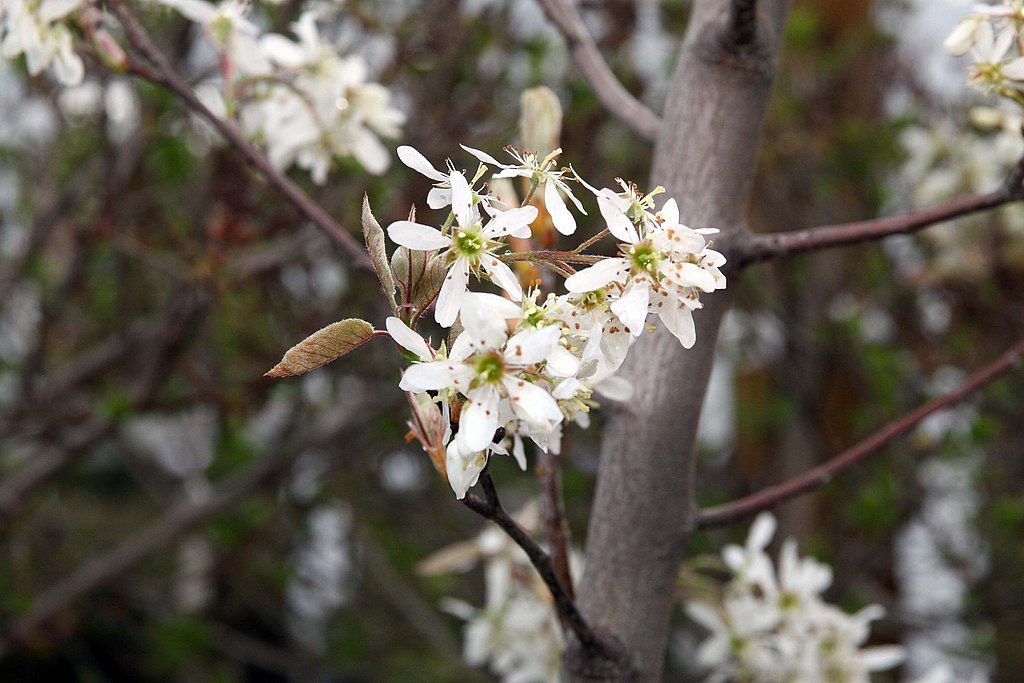 Autumn Brilliance Serviceberry