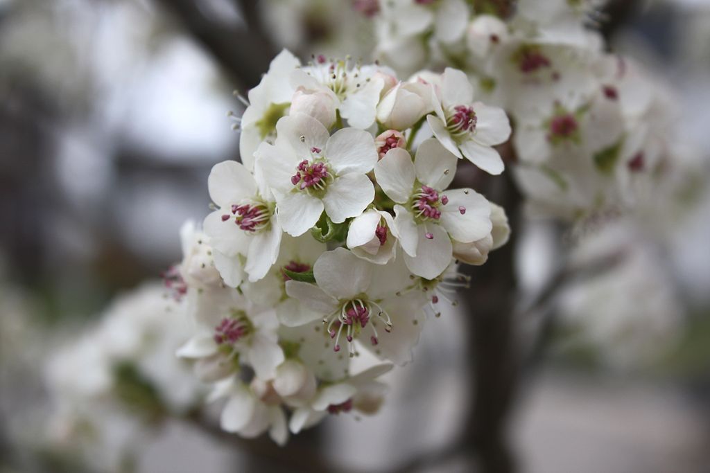 Cleveland Select Pear Tree