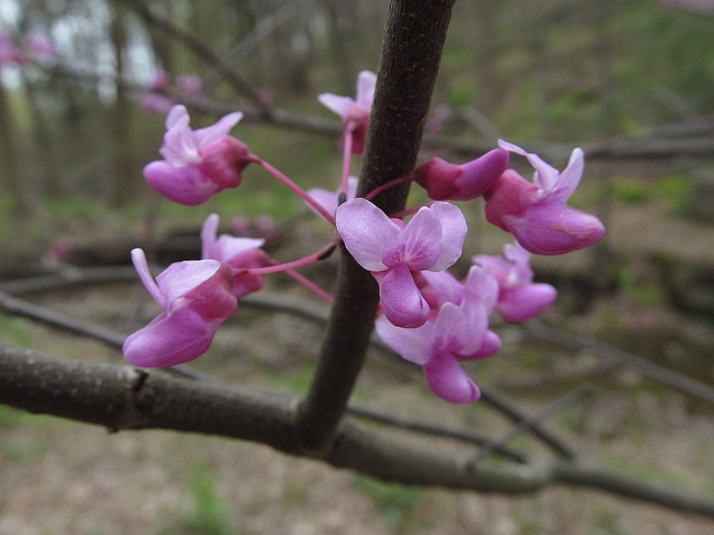 Eastern Redbud