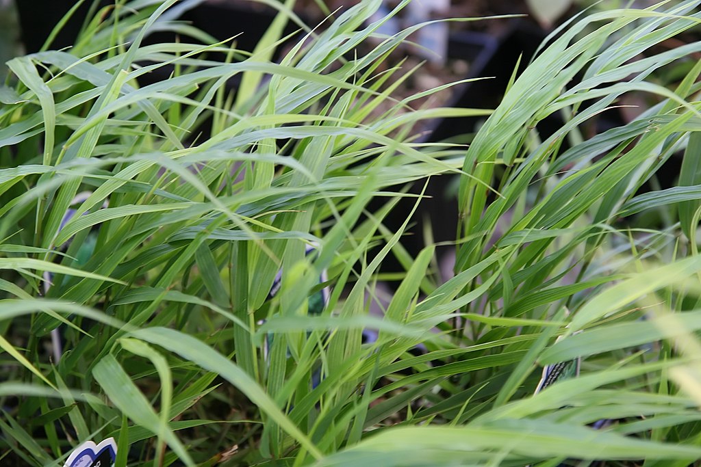 Japanese forest grass