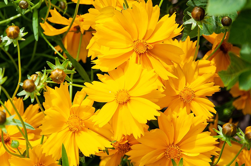 Coreopsis