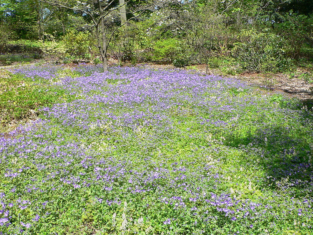 Creeping Phlox