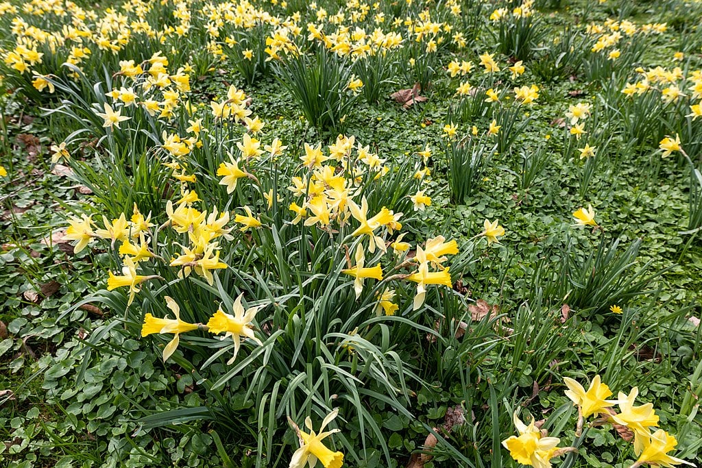 Daffodils