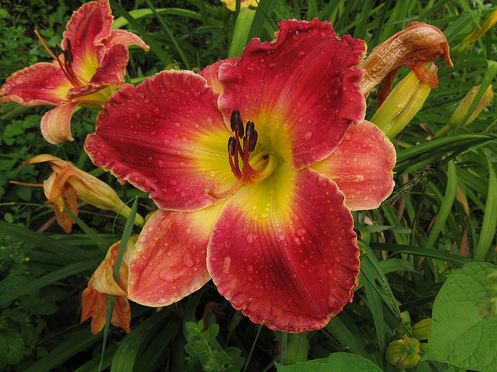 Daylily