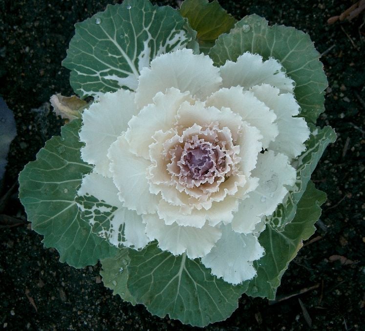 Flowering cabbage