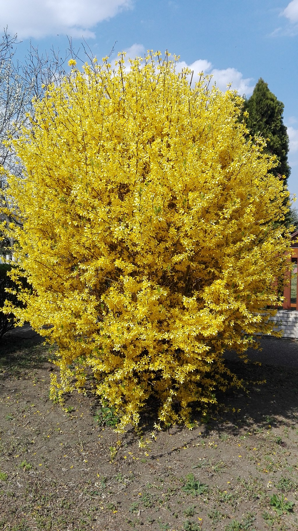 Forsythia