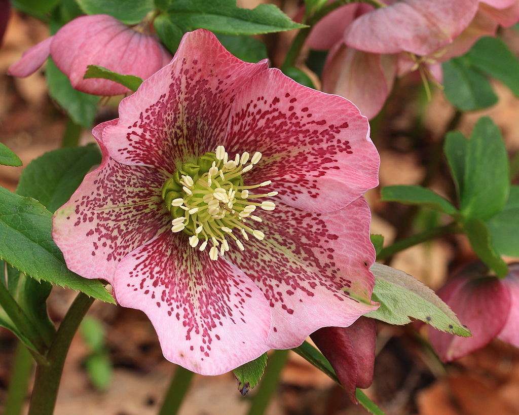 Helleborus - Lenten Rose