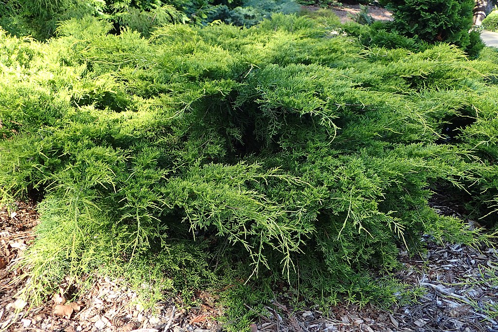 Juniperus × pfitzeriana - Juniper