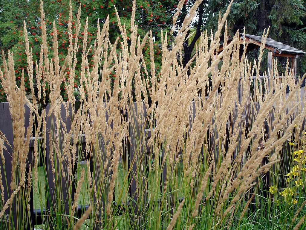 Karl Foerster Reed Grass