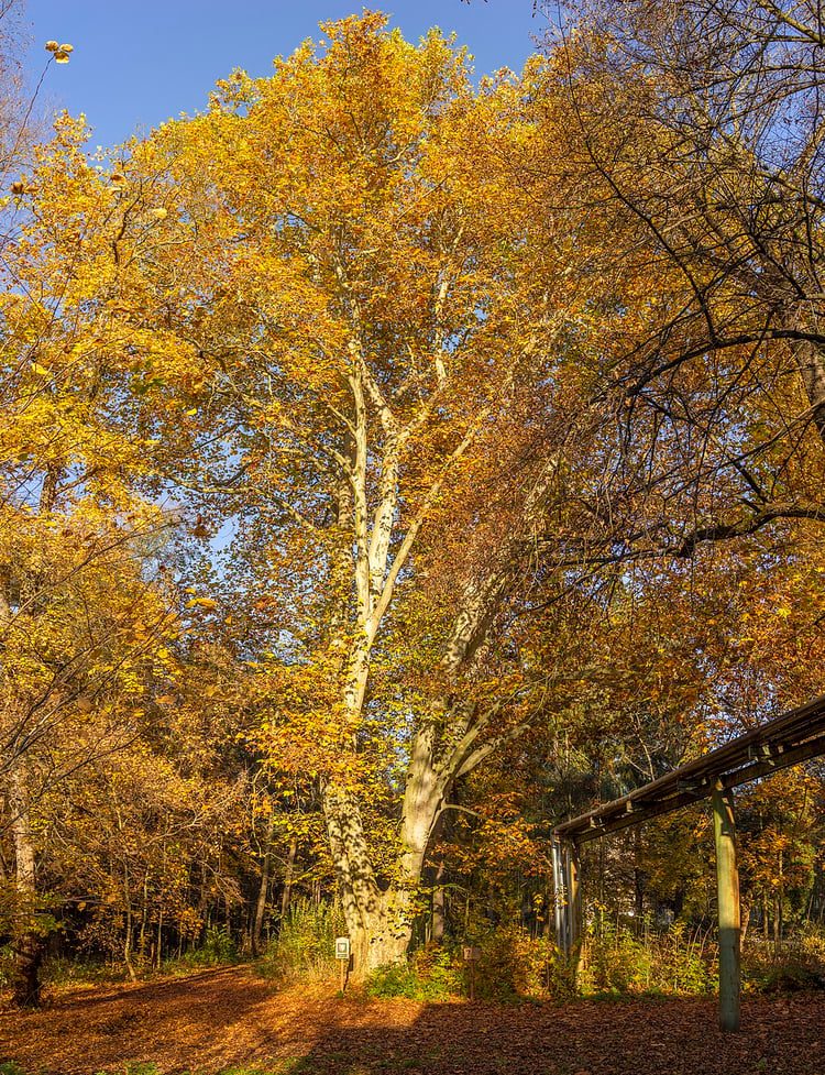 London Plane Tree