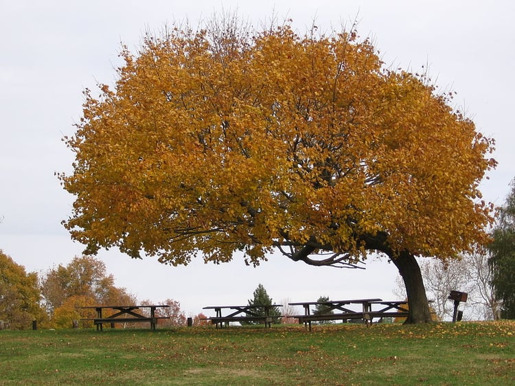 Maple Tree shading a picnic area