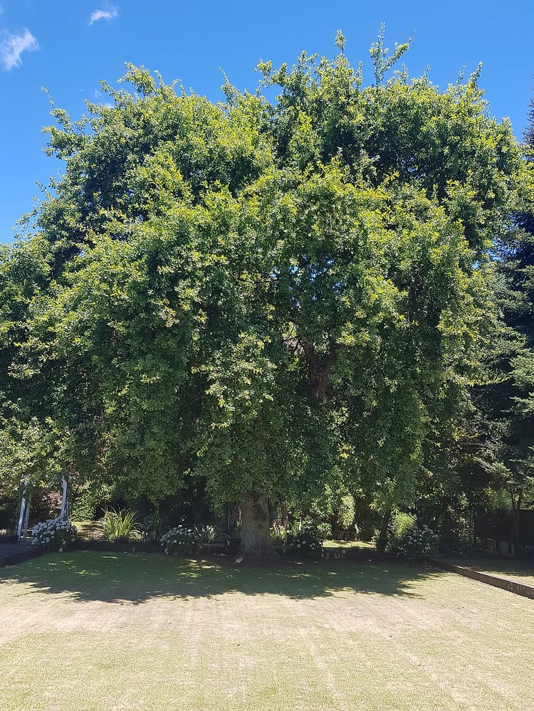 Oak Tree