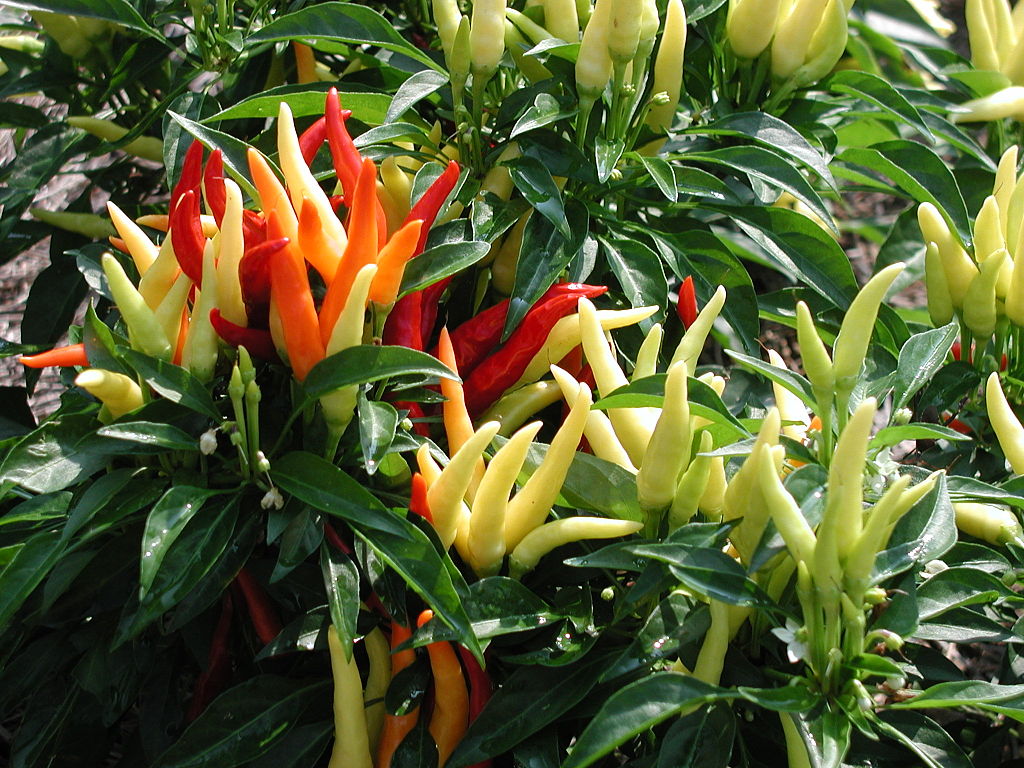 Ornamental Pepper