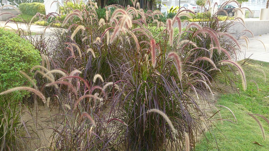 Purple Fountain Grass