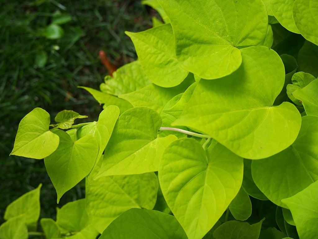 Sweet Potato Vine