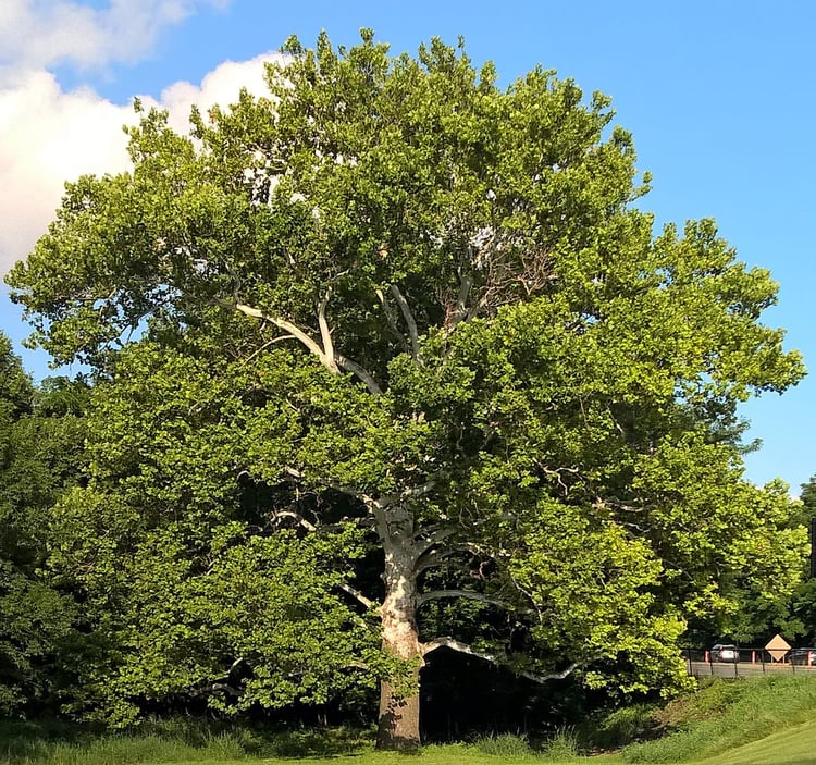 Sycamore Tree for shade